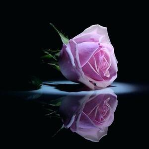 Fundraising Page: Vera Perez